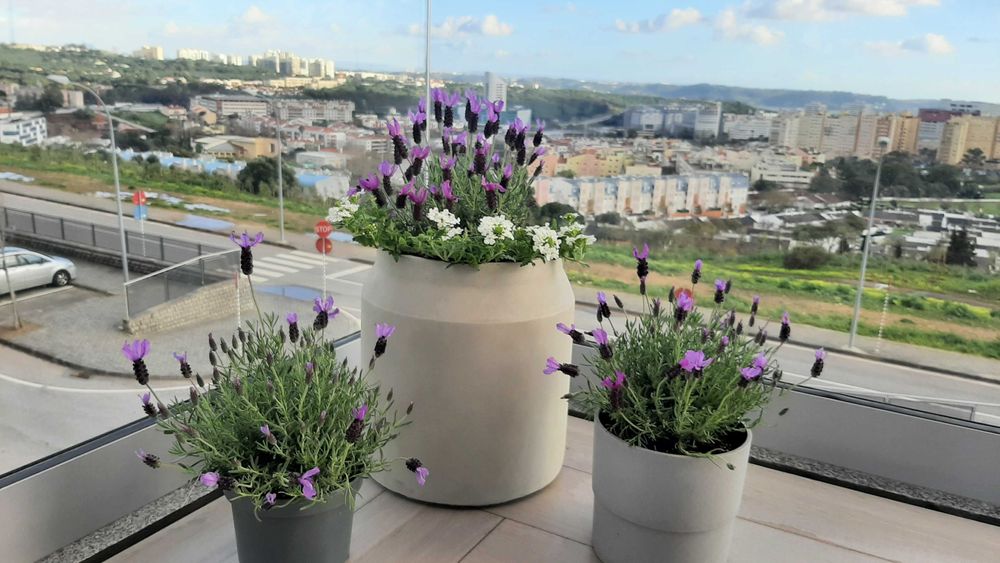 Paisagismo e  jardinagem/Landscape design and gardening