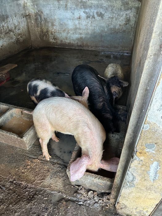 Vende-se porcos de vários tamanhos