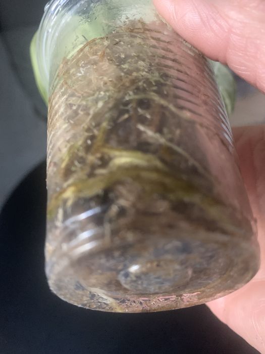 Monstera Standleyana - rosnacy -6 lisci !