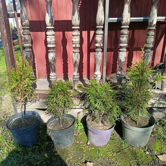 Tuja  wysokość 60 cm