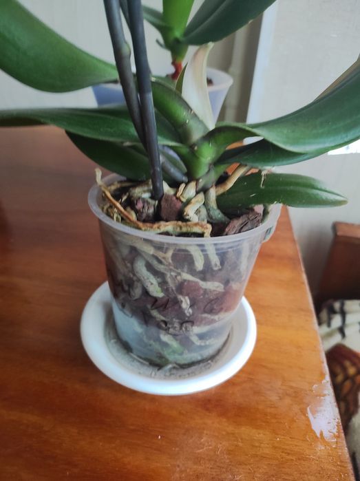 Орхидеи отцветашки сортовые