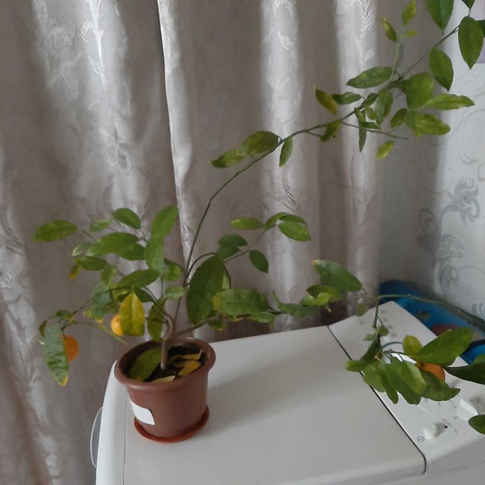 Мандарин кімнатний
