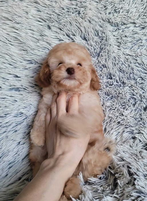 Дизайнерське цуценя Пом+Той в неймовірно красивому вбранні. Киянин,