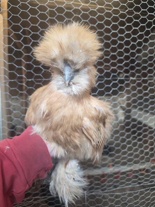 rosy  silki  araukany naturalne ekologiczne kury