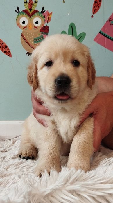Zapowiedź miotu Golden Retriever Maj 2026