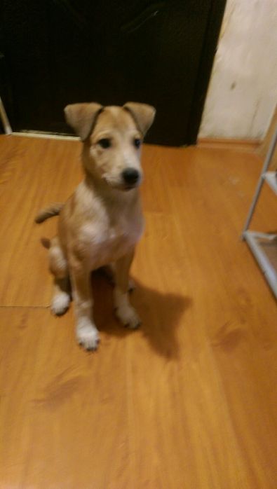 "КАРОЛІНСЬКА СОБАКА (ВІВЧАРКА)" (МАКС. схожість). 3,5. Самиця. Щеплено