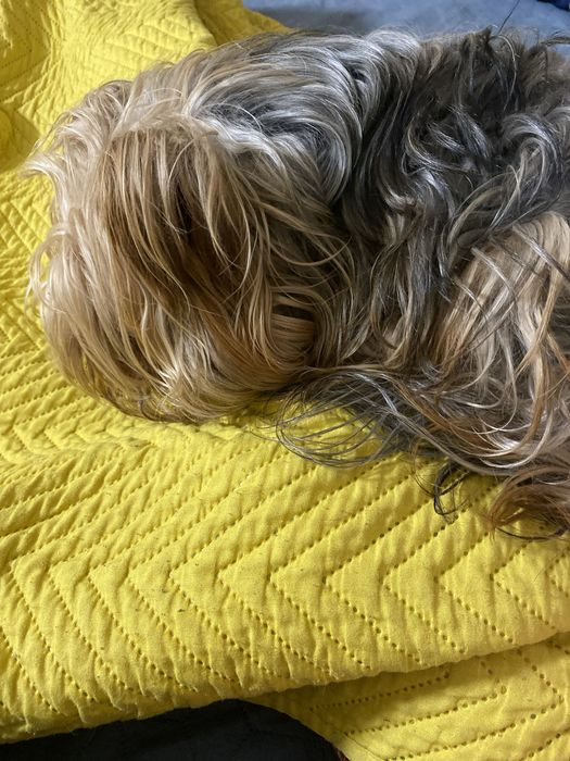 Бакс собачка 3роки VIP, Premium Class