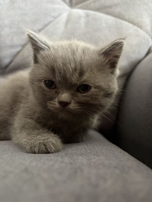 Кошеня британець