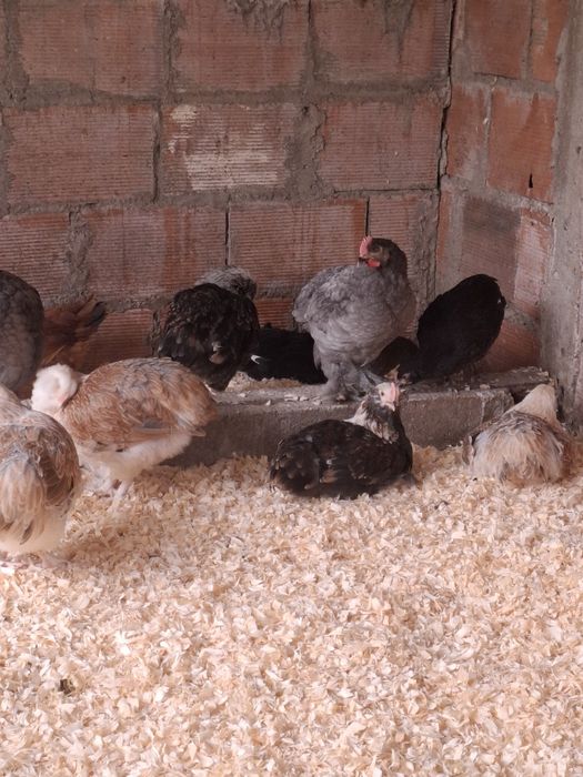 Aves de raça de várias idades