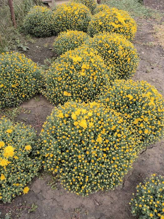 Хризантема мультифлора