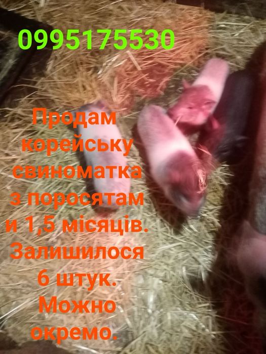 Продам корейську свиноматку з поросятами 1,5 місяців