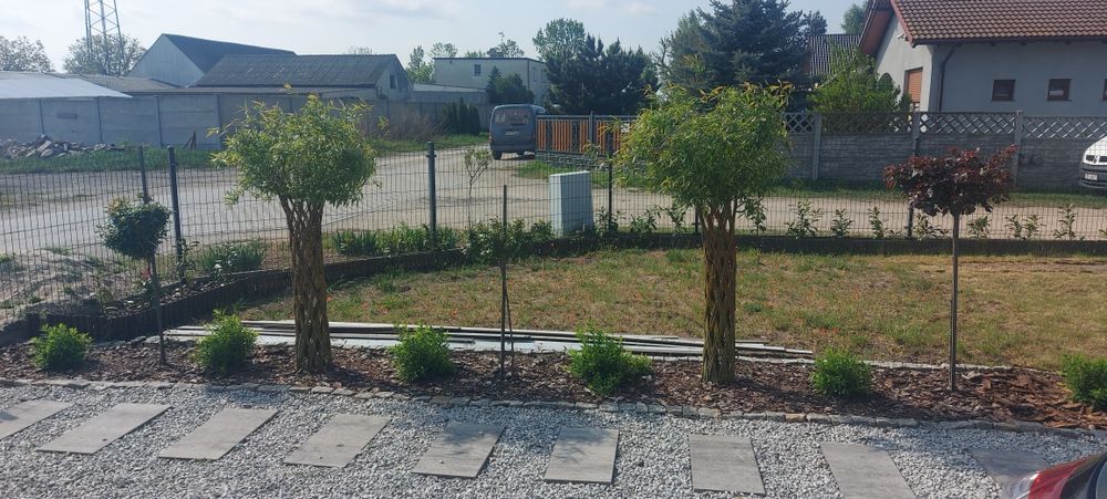 Wierzba pleciona salix