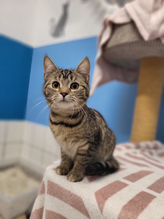 5 miesięczna Zenobia szuka domu