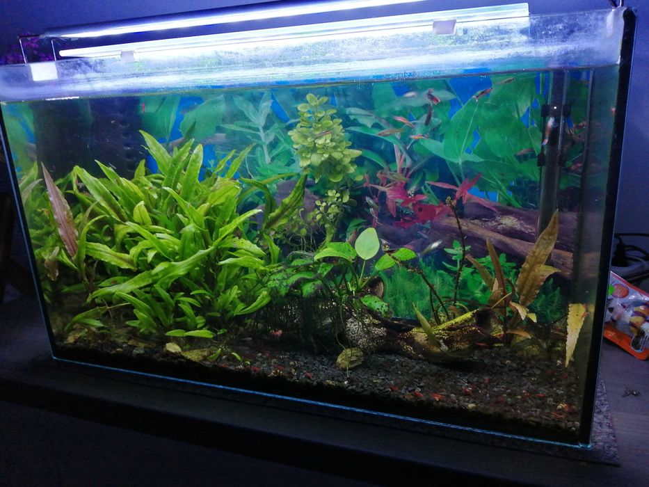 akwaria wyprzedaż różne wielkości kompletne stan bdb