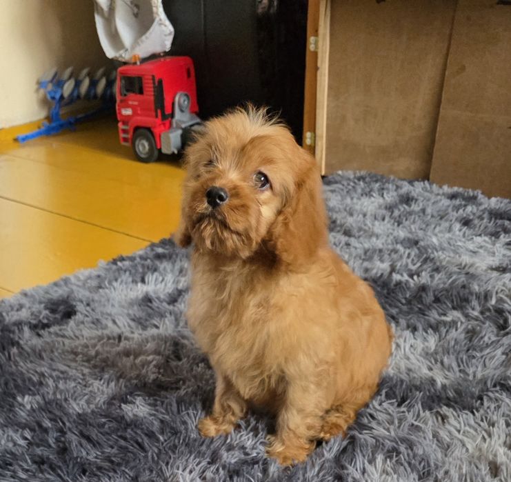 Cavapoo f1 suczka