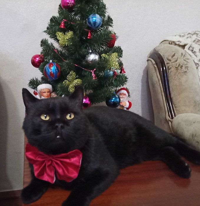 Віддам котиків в добрі руки