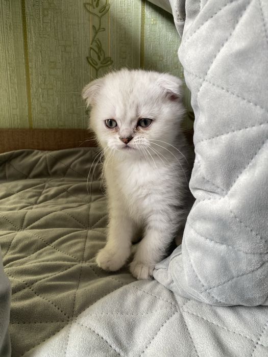 Котята шотландские вислоухие