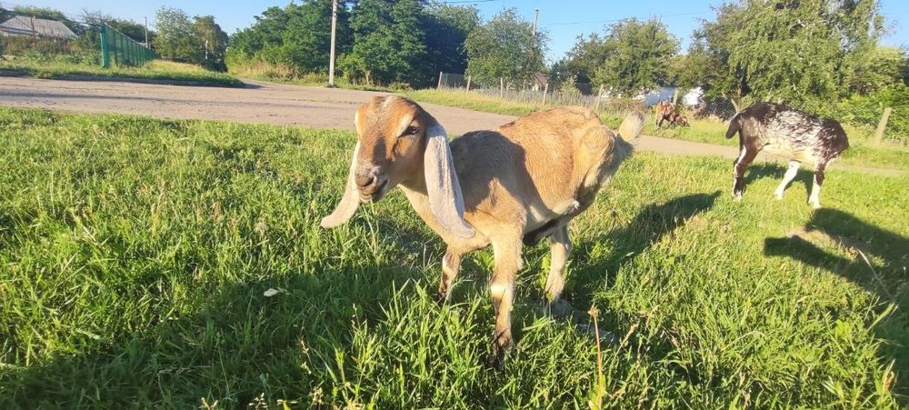 Англо-Нубійські кози 100%