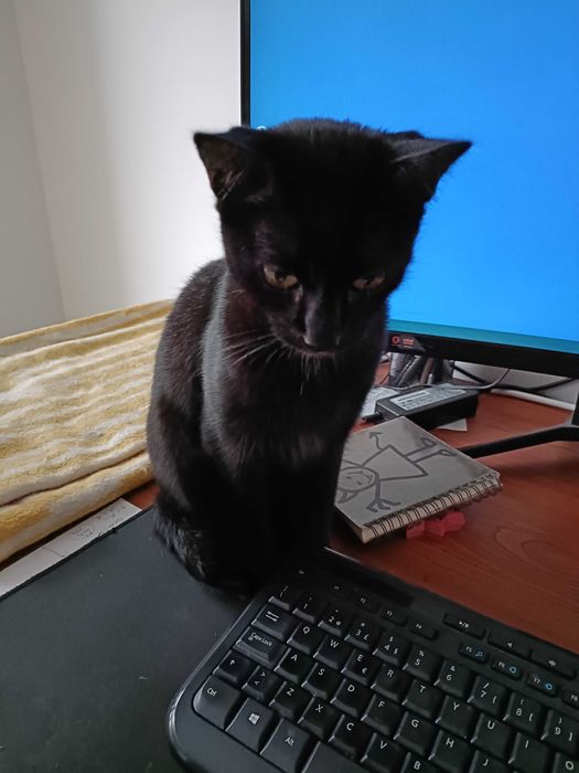 Gata preta de 7 meses para adopção