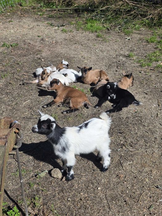 Cabras Anãs Machos e Fêmeas