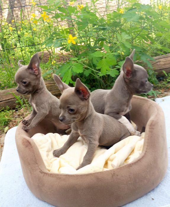 Chihuahua krótkowłosa blue
