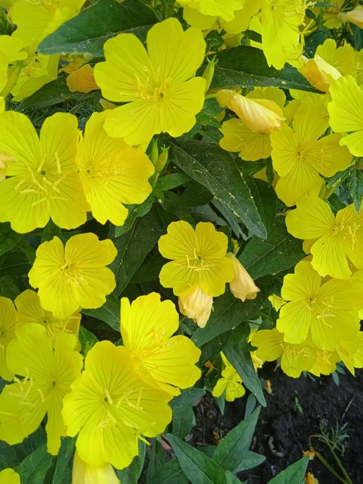 Енотера багаторічна