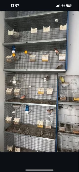 Varias gaiolas e modulos