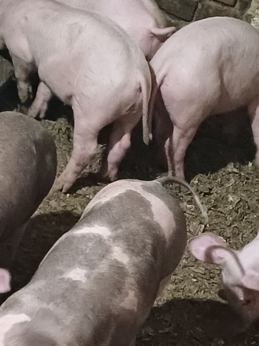 Продам малих поросят