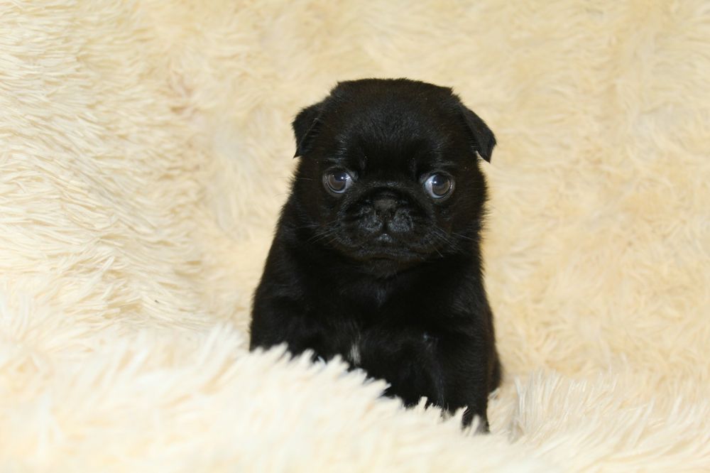 Бомбезні мопсики