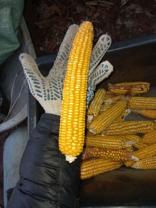 Кукуруза зерно  продам