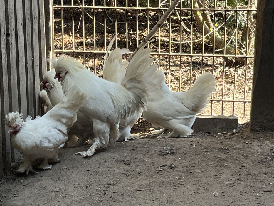 Sułtan-jaja lęgowe