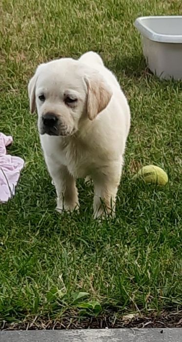 Labrador retriever biszkoptowy szczeniak  GOTOWY DO ODBIORU