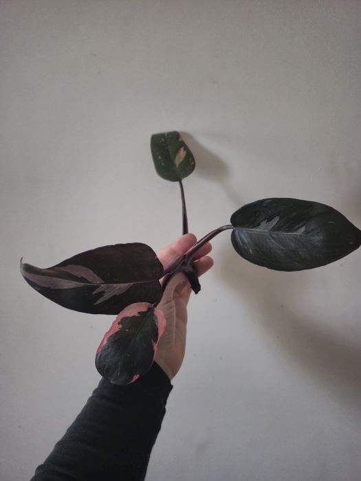 Philodendron Pink Princess
