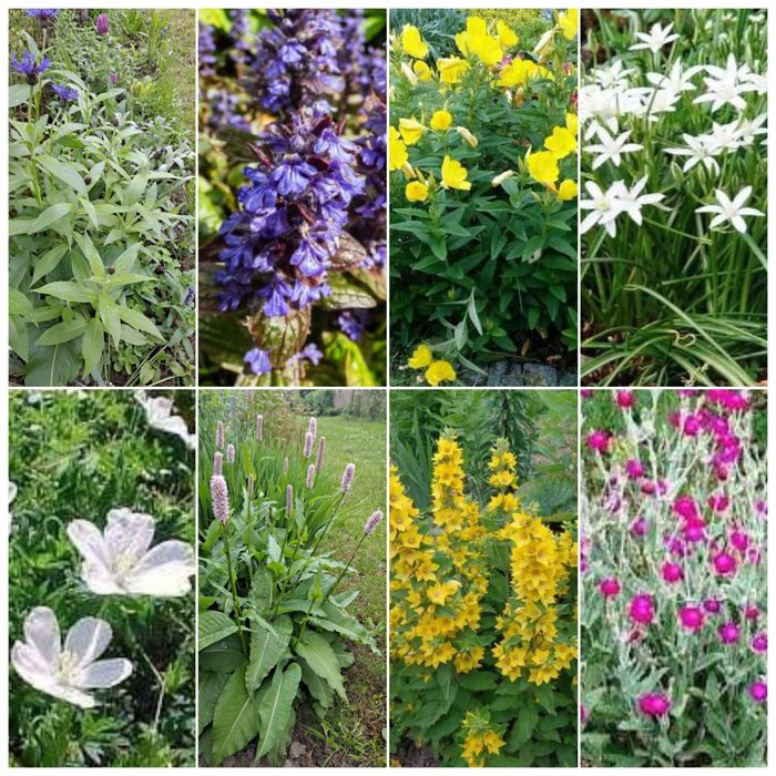 Sadzonki kwiatów ogrodowych - różne odmiany