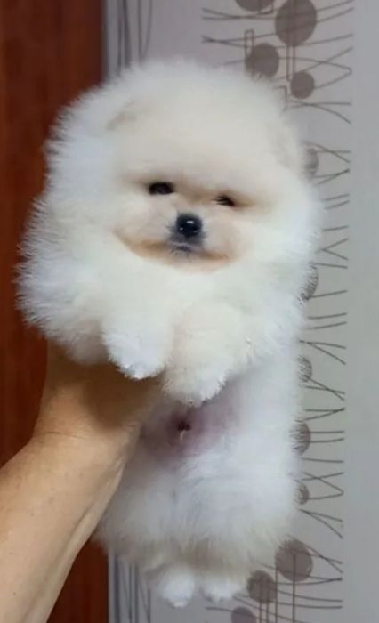 Супер мальчики шпицы