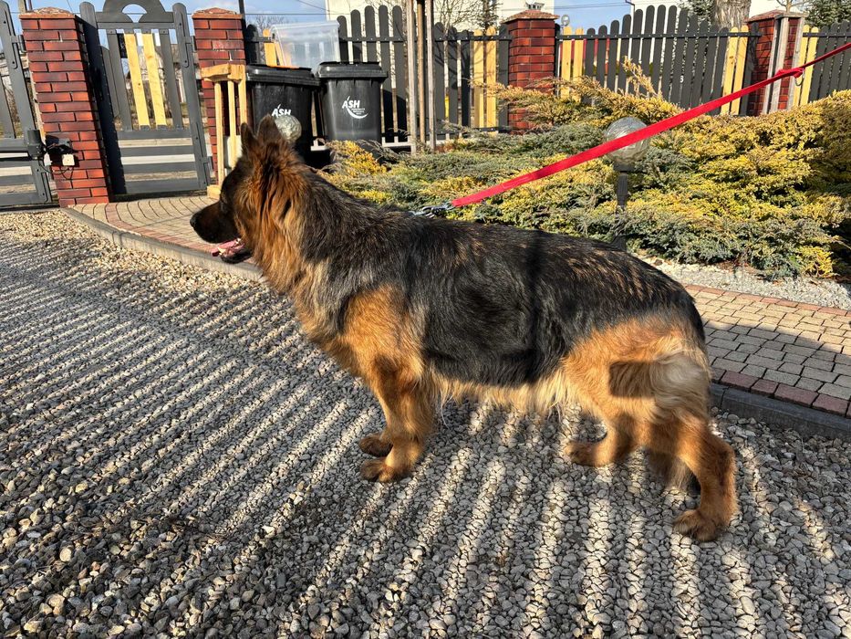 Owczaerek Niemiecki Długowłosy - suka hodowlana