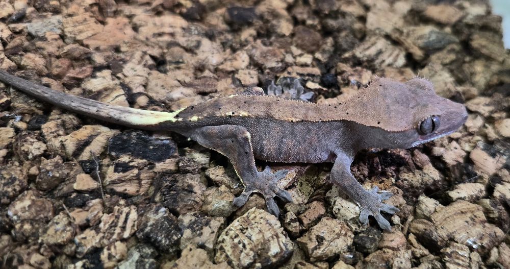 Mlode gekony orzesione jaszczurka