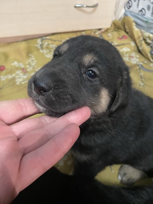 Щеночки в добрые руки