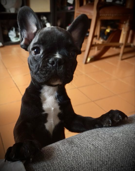 Bulldog frances