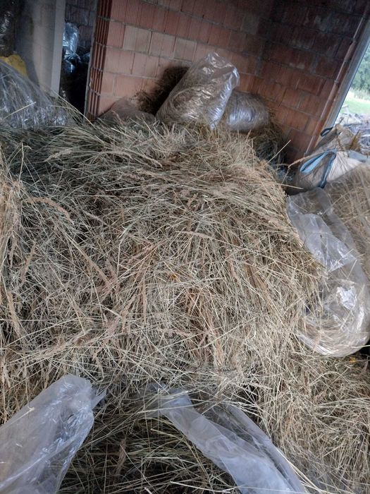 Siano luzem  z 06.2025 roku