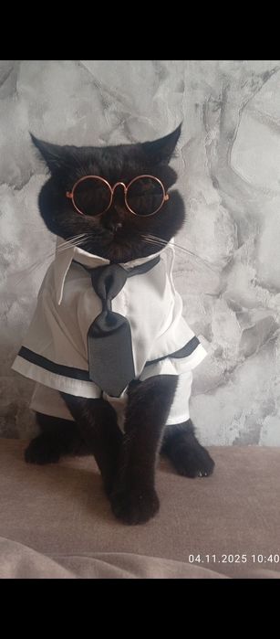 Кот ищет кошечку