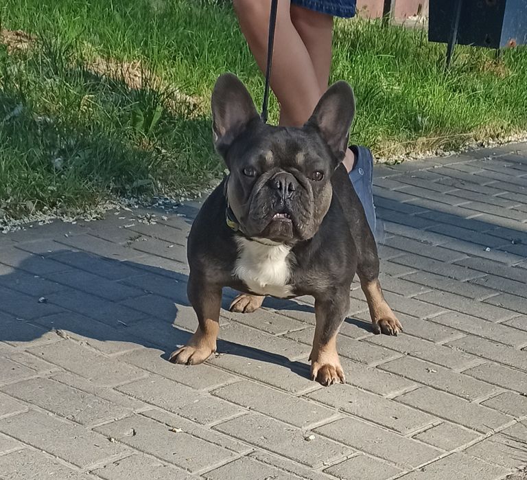 Шикарний кавалер в пошуках нареченої