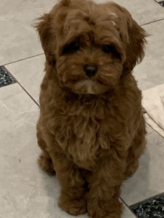 Класнючий медведик мальтіпу !