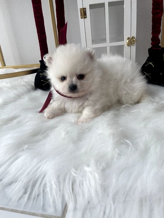 Померанські шпіци  ваш найкращий подарунок літа