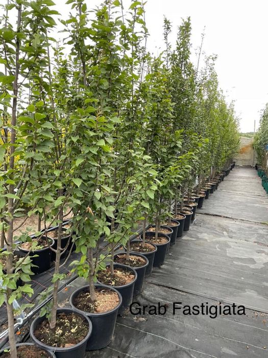 Grab Fastigiata Kolumnowy  Cena 250 zł