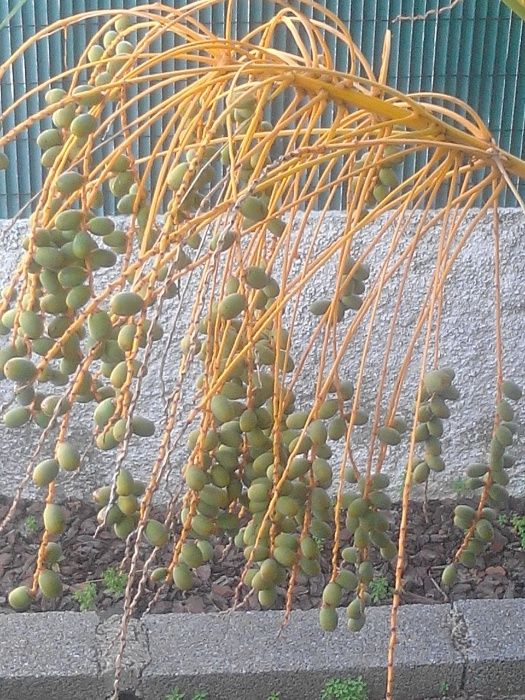 Sementes de Palmeira64750626079105122