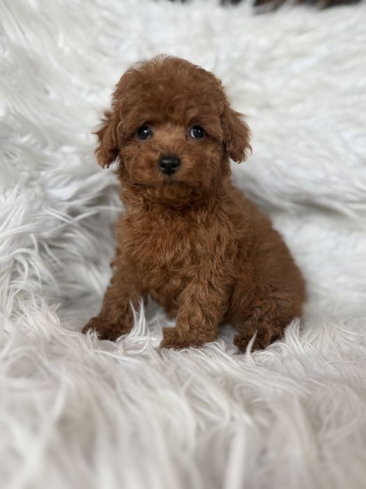 Pudel toy suczka malutka