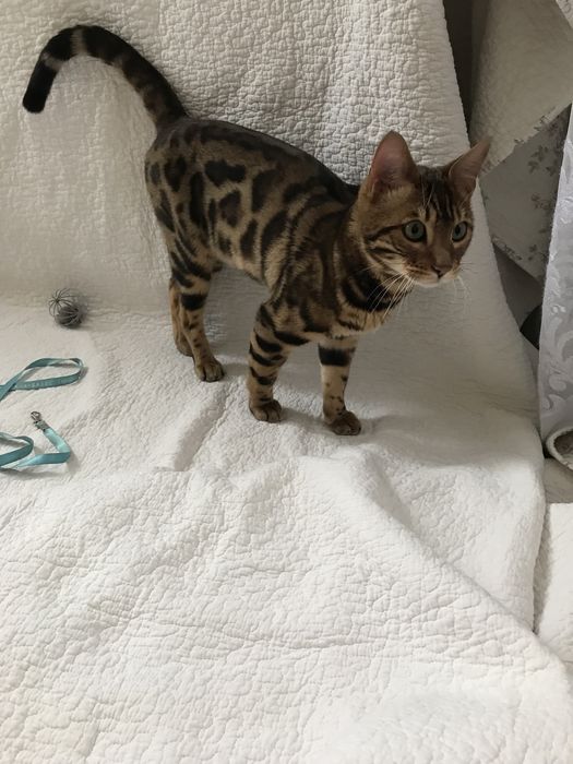 Красивый бенгальский кот для вязки