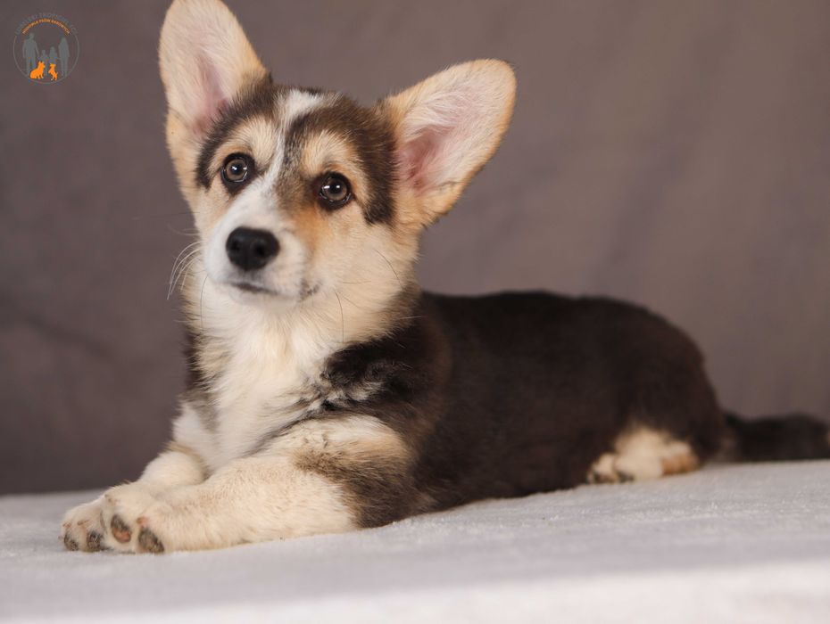 Welsh Corgi Pembroke ZKWP rodzice przebadani na choroby genetyczne