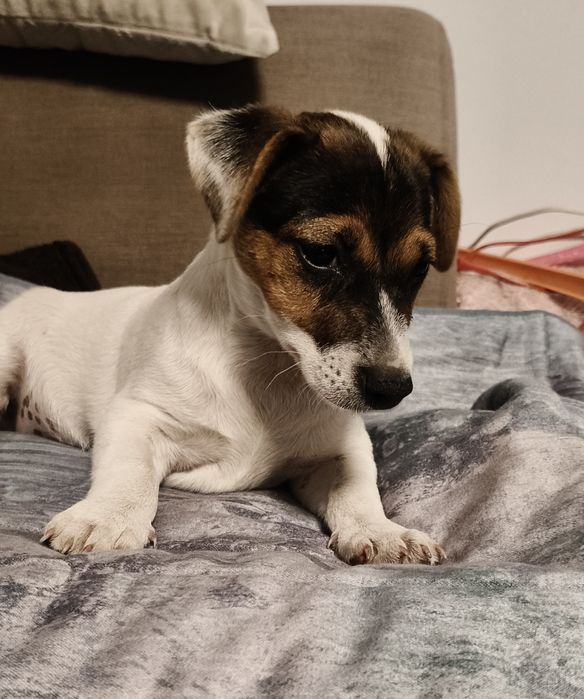 Suczka Jack Russell Terrier  ur  . 01.07.2025